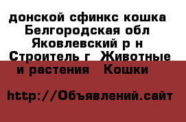 донской сфинкс кошка - Белгородская обл., Яковлевский р-н, Строитель г. Животные и растения » Кошки   